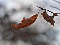 2021-11-22 14.59.21 DSC_1182edit