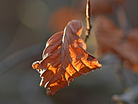 2021-11-22 14.59.58 DSC_1190edit