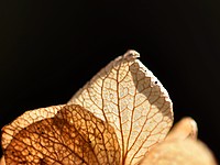 2022-02-12 12.18.52 DSC_0087edit