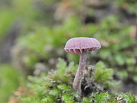 2021-11-12 13.18.47 DSC_1024edit