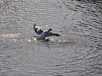 2021-11-09 12.53.27 DSC_0830edit