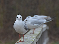 2022-01-29 14.49.14 DSC_2929edit